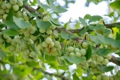 Ginkgo Biloba - Totale Hoogte 40+ Cm - Pot Ø 17 Cm -Planten Winkel 1991489331
