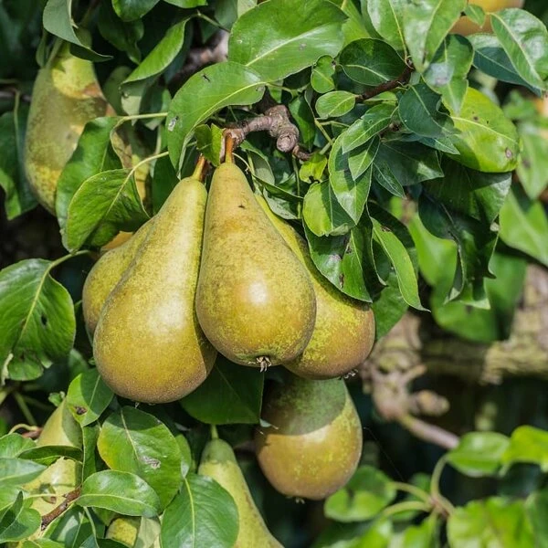 Pyrus Communis - Totale Hoogte 160+ Cm - Pot Ø 20 Cm 3 Pyrus Communis - Totale Hoogte 160+ Cm - Pot Ø 20 Cm