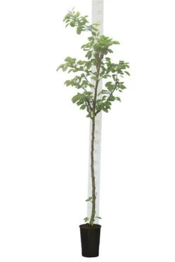 Pyrus Communis - Totale Hoogte 160+ Cm - Pot Ø 20 Cm 5 Pyrus Communis - Totale Hoogte 160+ Cm - Pot Ø 20 Cm -Planten Winkel 1991489646