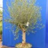 Olea Europaea - Stamomtrek 50+ Cm [pallet]