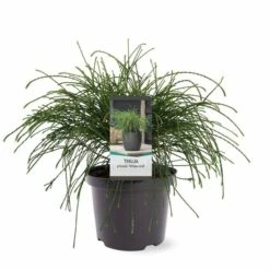 Thuja Plicata Whipcord - Totale Hoogte 40+ Cm - Pot 5 Ltr -Planten Winkel 1991490090