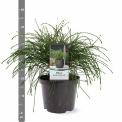 Thuja Plicata Whipcord - Totale Hoogte 40+ Cm - Pot 5 Ltr -Planten Winkel 1991490093