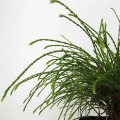 Thuja Plicata Whipcord - Totale Hoogte 40+ Cm - Pot 5 Ltr -Planten Winkel 1991490096