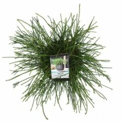 Thuja Plicata Whipcord - Totale Hoogte 40+ Cm - Pot 5 Ltr -Planten Winkel 1991490099