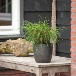 Thuja Plicata Whipcord - Totale Hoogte 40+ Cm - Pot 5 Ltr -Planten Winkel 1991490105