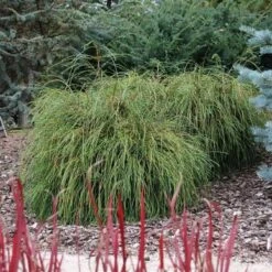 Thuja Plicata Whipcord - Totale Hoogte 40+ Cm - Pot 5 Ltr -Planten Winkel 1991490108