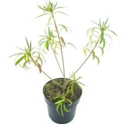 Rhododendron Stenopetalum Linearifolium - Totale Hoogte 40+ Cm - Pot Ø 17 Cm -Planten Winkel 1991490177