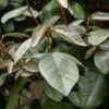 Elaeagnus Ebbingei - Totale Hoogte 50+ Cm - Pot Ø 18 Cm -Planten Winkel 1991490207