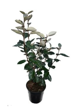 Elaeagnus Ebbingei - Totale Hoogte 50+ Cm - Pot Ø 18 Cm -Planten Winkel 1991490210