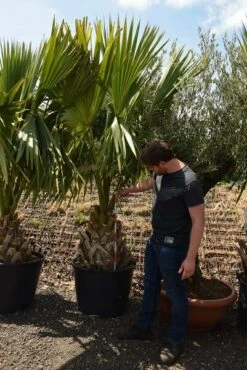 Sabal Minor - Totale Hoogte 220+ Cm - Stamhoogte 50-60 Cm - Pot Ø 65 Cm [pallet] -Planten Winkel 1991550876
