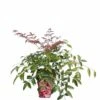 Nandina Domestica Flirt - Totale Hoogte 35+ Cm - Pot 13 X 13 Cm -Planten Winkel 1991565552