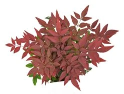 Nandina Domestica Flirt - Totale Hoogte 35+ Cm - Pot 13 X 13 Cm -Planten Winkel 1991565555