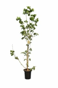 Corylus Avellana Negreta - Totale Hoogte 160+ Cm - Pot Ø 27 Cm [pallet] -Planten Winkel 1991566827