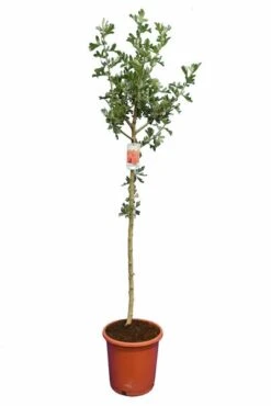 Crataegus Azarolus - Totale Hoogte 160-180 Cm - Pot Ø 27 Cm -Planten Winkel 1991566944