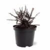 Podocarpus Chocolate Box - Pot 3 Ltr -Planten Winkel 1991567451