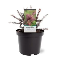 Podocarpus Chocolate Box - Pot 3 Ltr -Planten Winkel 1991567454