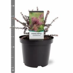 Podocarpus Chocolate Box - Pot 3 Ltr -Planten Winkel 1991567457