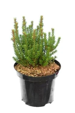 Podocarpus Chocolate Box - Pot 3 Ltr -Planten Winkel 1991567460