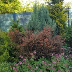 Podocarpus Chocolate Box - Pot 3 Ltr -Planten Winkel 1991567463