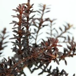 Podocarpus Chocolate Box - Pot 3 Ltr -Planten Winkel 1991567466