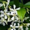 Trachelospermum Jasminoides - Pot 3 Ltr -Planten Winkel 1991605998