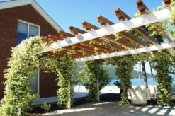 Trachelospermum Jasminoides - Pot 3 Ltr 8 Trachelospermum Jasminoides - Pot 3 Ltr -Planten Winkel 1991606004