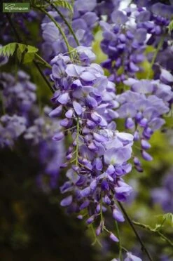 Wisteria Sinensis - Totale Hoogte 100+ Cm - 3 Ltr Pot -Planten Winkel 1991606094