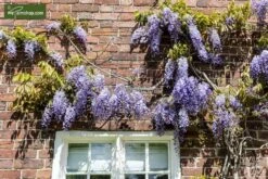 Wisteria Sinensis - Pot Ø 38 Cm [pallet] -Planten Winkel 1991606154