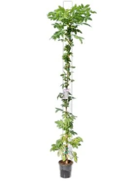 Wisteria Sinensis - Pot Ø 38 Cm [pallet] -Planten Winkel 1991606157