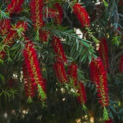 Callistemon Viminalis Captain Cook - Totale Hoogte 40+ Cm - Pot Ø 22 Cm