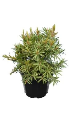 Callistemon Viminalis Captain Cook - Totale Hoogte 40+ Cm - Pot Ø 22 Cm 5 Callistemon Viminalis Captain Cook - Totale Hoogte 40+ Cm - Pot Ø 22 Cm -Planten Winkel 1991609775