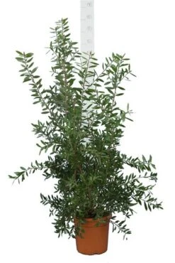 Callistemon Laevis Pot Ø 30 Cm