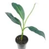 Musa Sikkimensis 'Red Tiger' - Total Hoogte 40+cm - Pot 2 Ltr.