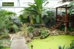 Musa Sikkimensis 'Red Tiger' - Total Hoogte 40+cm - Pot 2 Ltr. -Planten Winkel 1991610147