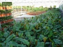 Musa Sikkimensis 'Red Tiger' - Total Hoogte 40+cm - Pot 2 Ltr. -Planten Winkel 1991610150