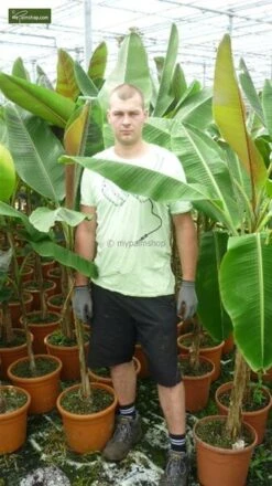 Musa Sikkimensis 'Red Tiger' - Total Hoogte 40+cm - Pot 2 Ltr. -Planten Winkel 1991610153