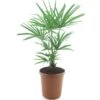 Trachycarpus Fortunei Frosty - Totale Hoogte 80-100 Cm - Pot Ø 26 Cm -Planten Winkel 1991659344