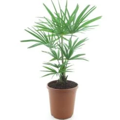 Trachycarpus Fortunei Frosty - Totale Hoogte 80-100 Cm - Pot Ø 26 Cm