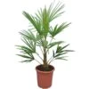 Trachycarpus Fortunei Frosty - Totale Hoogte 100-120 Cm - Pot Ø 26 Cm -Planten Winkel 1991659434