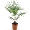 Trachycarpus Fortunei Frosty - Totale Hoogte 120-140 Cm - Pot Ø 32 Cm -Planten Winkel 1991659509