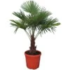 Trachycarpus Fortunei - Stam 30-40 Cm - Totale Hoogte 120-140 Cm - Pot Ø 31 Cm -Planten Winkel 1991659635
