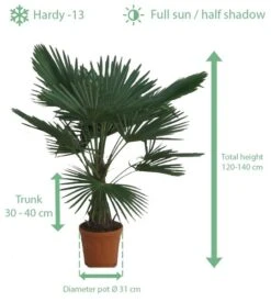 Trachycarpus Fortunei - Stam 30-40 Cm - Totale Hoogte 120-140 Cm - Pot Ø 31 Cm -Planten Winkel 1991659638