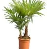 Trachycarpus Fortunei Multitrunk - Totale Hoogte 100-120 Cm - Pot Ø 28 Cm 1 Trachycarpus Fortunei Multitrunk - Totale Hoogte 100-120 Cm - Pot Ø 28 Cm -Planten Winkel 1991659671
