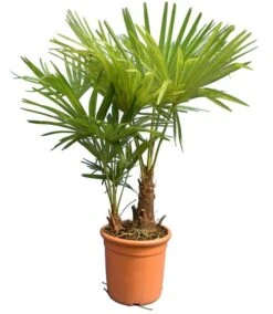 Trachycarpus Fortunei Multitrunk - Totale Hoogte 100-120 Cm - Pot Ø 28 Cm
