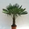 Trachycarpus Fortunei - Stam 40-50 Cm - Totale Hoogte 150-170 Cm - Pot Ø 36 Cm -Planten Winkel 1991659734