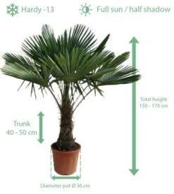 Trachycarpus Fortunei - Stam 40-50 Cm - Totale Hoogte 150-170 Cm - Pot Ø 36 Cm -Planten Winkel 1991659737