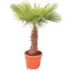 Trachycarpus Fortunei - Stam 50-60 Cm - Totale Hoogte 160-190 Cm - Pot Ø 40 Cm [pallet] -Planten Winkel 1991659866