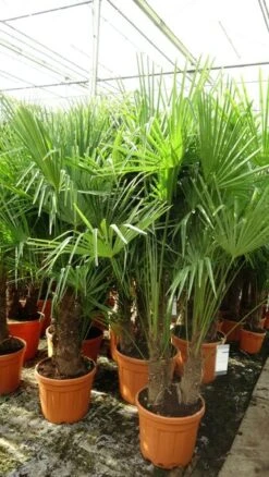 Trachycarpus Fortunei Multitrunk - Totale Hoogte 140-160 Cm - Pot Ø 50 Cm - 45 Ltr [pallet] -Planten Winkel 1991660010