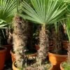 Trachycarpus Fortunei Dubbelstam - Stam A 60-80 Cm - Stam B 50-70 Cm [pallet] -Planten Winkel 1991660070