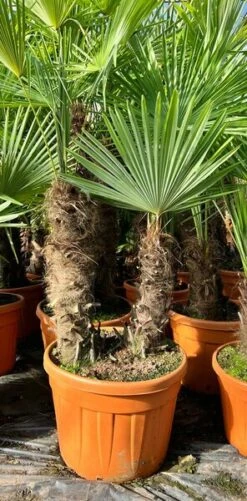 Trachycarpus Fortunei Dubbelstam - Stam A 60-80 Cm - Stam B 50-70 Cm [pallet]